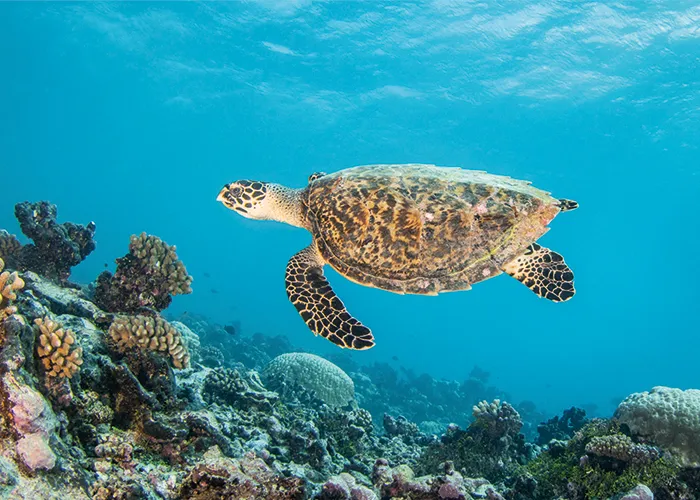 tartaruga e pesci polinesia